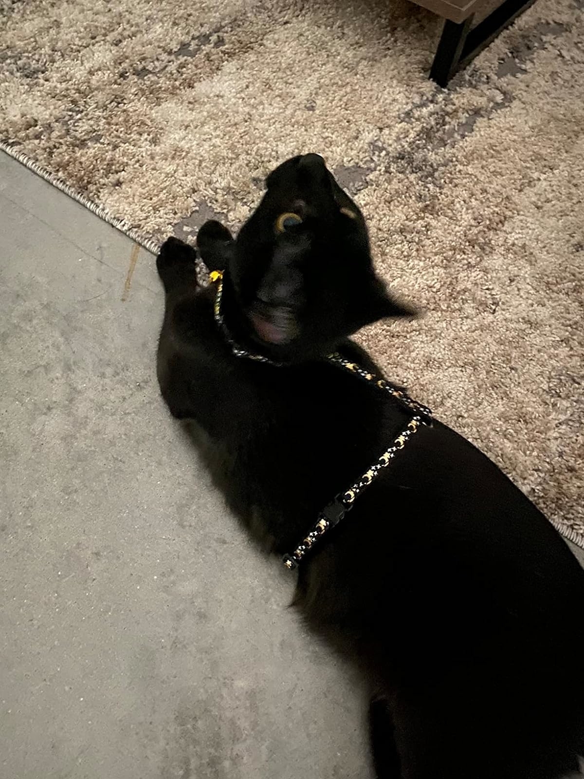 Black dog lying on a rug with a shiny collar