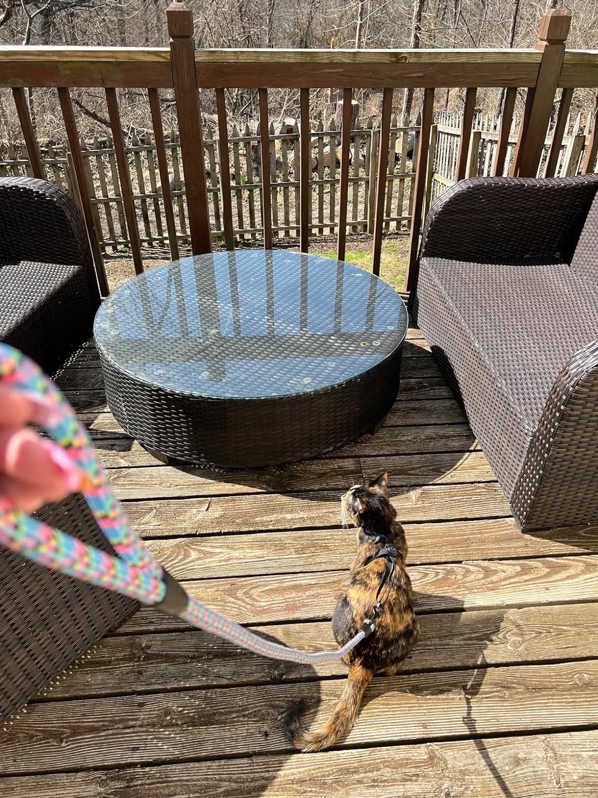 Person on a deck holding a leash attached to a cat looking outwards, near patio furniture