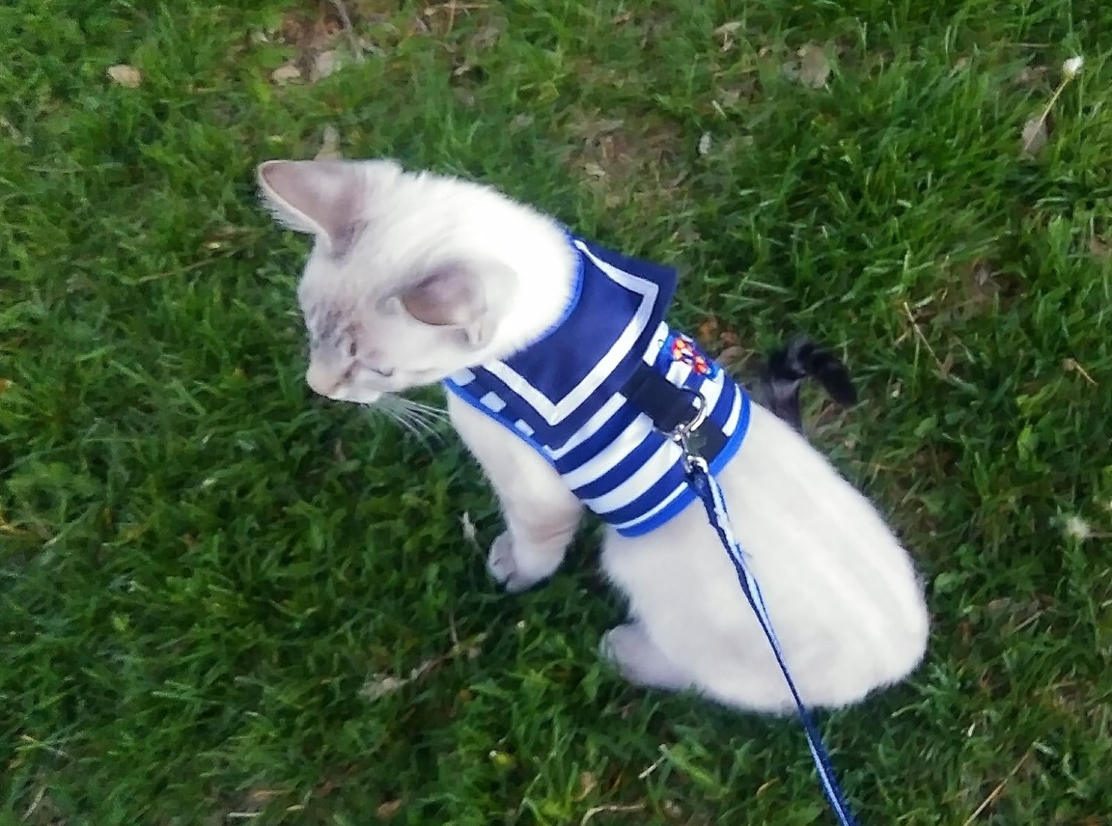 Cat wearing a striped harness on a leash outside