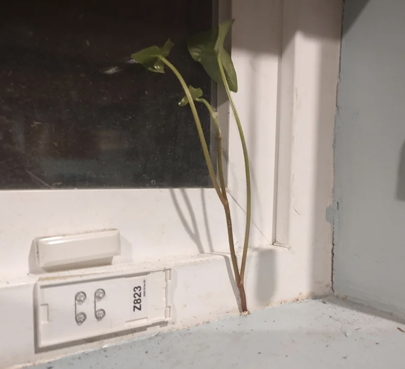 A plant sprouting through a windowsill above an electrical outlet