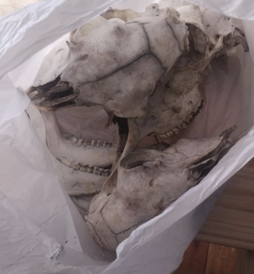 Two large animal skulls with teeth are placed inside a plastic bag
