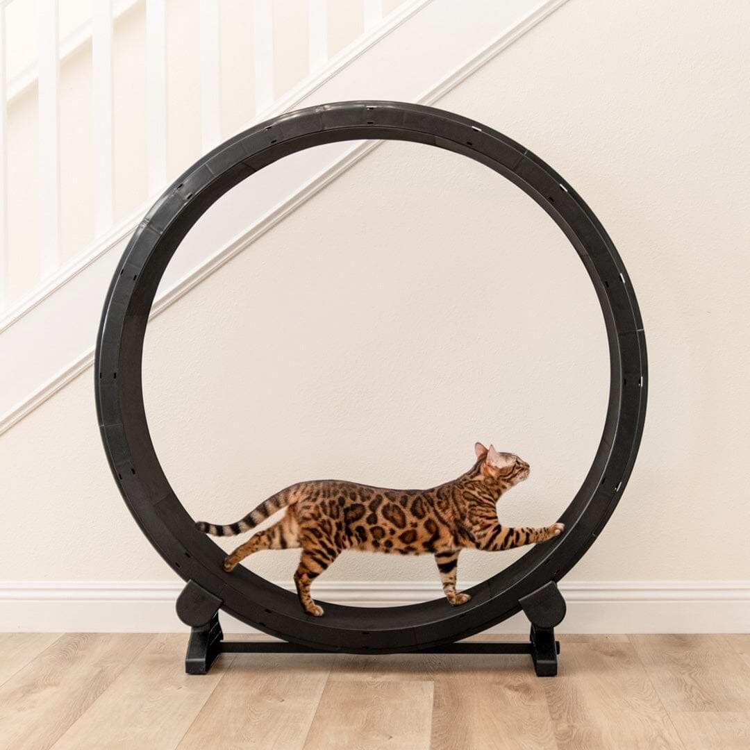 A Bengal cat walks inside a large exercise wheel placed in a home interior