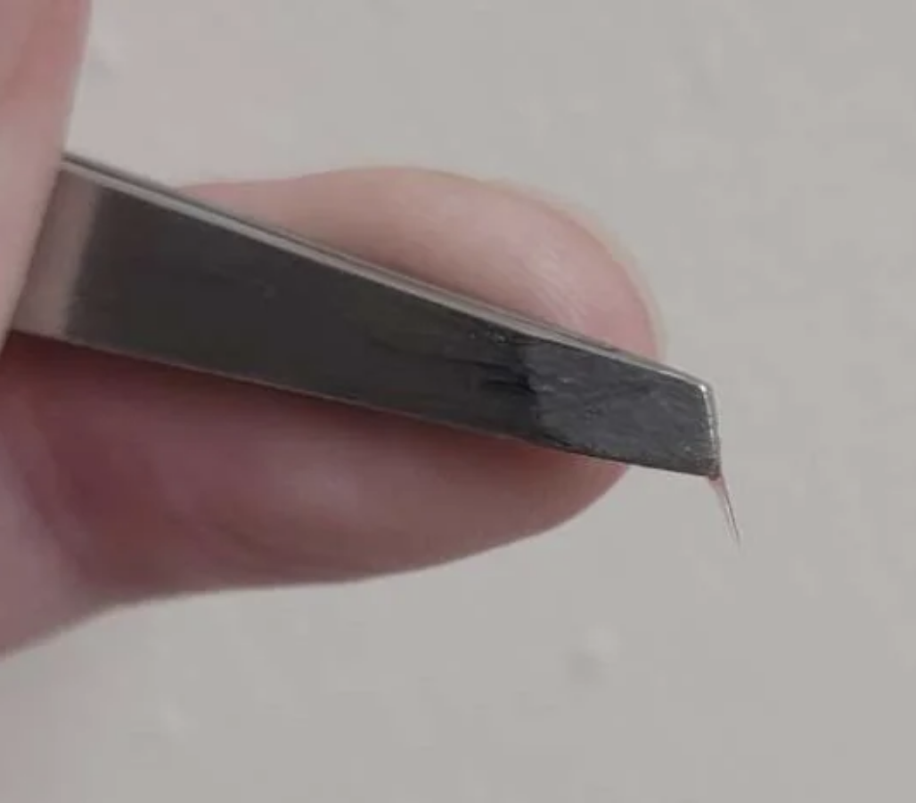Close-up of a hand holding tweezers with a snake tooth