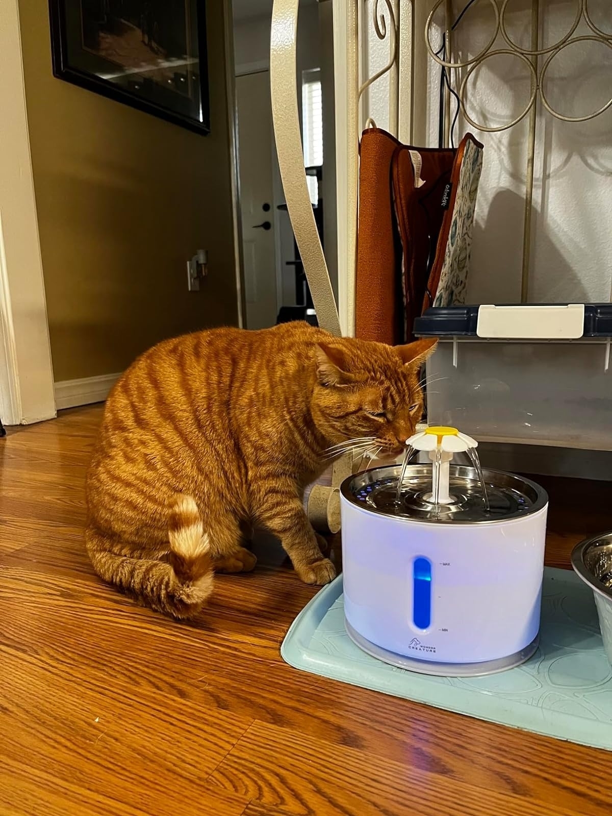 Cat drinking from a pet water fountain on a hardwood floor