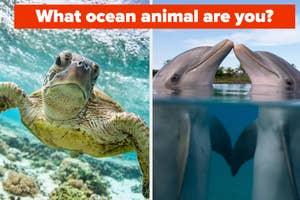 Split image: Left, a sea turtle swimming; right, two dolphins face to face with text "What ocean animal are you?"