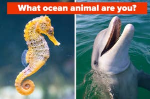 Seahorse and dolphin with a quiz title "What ocean animal are you?" above