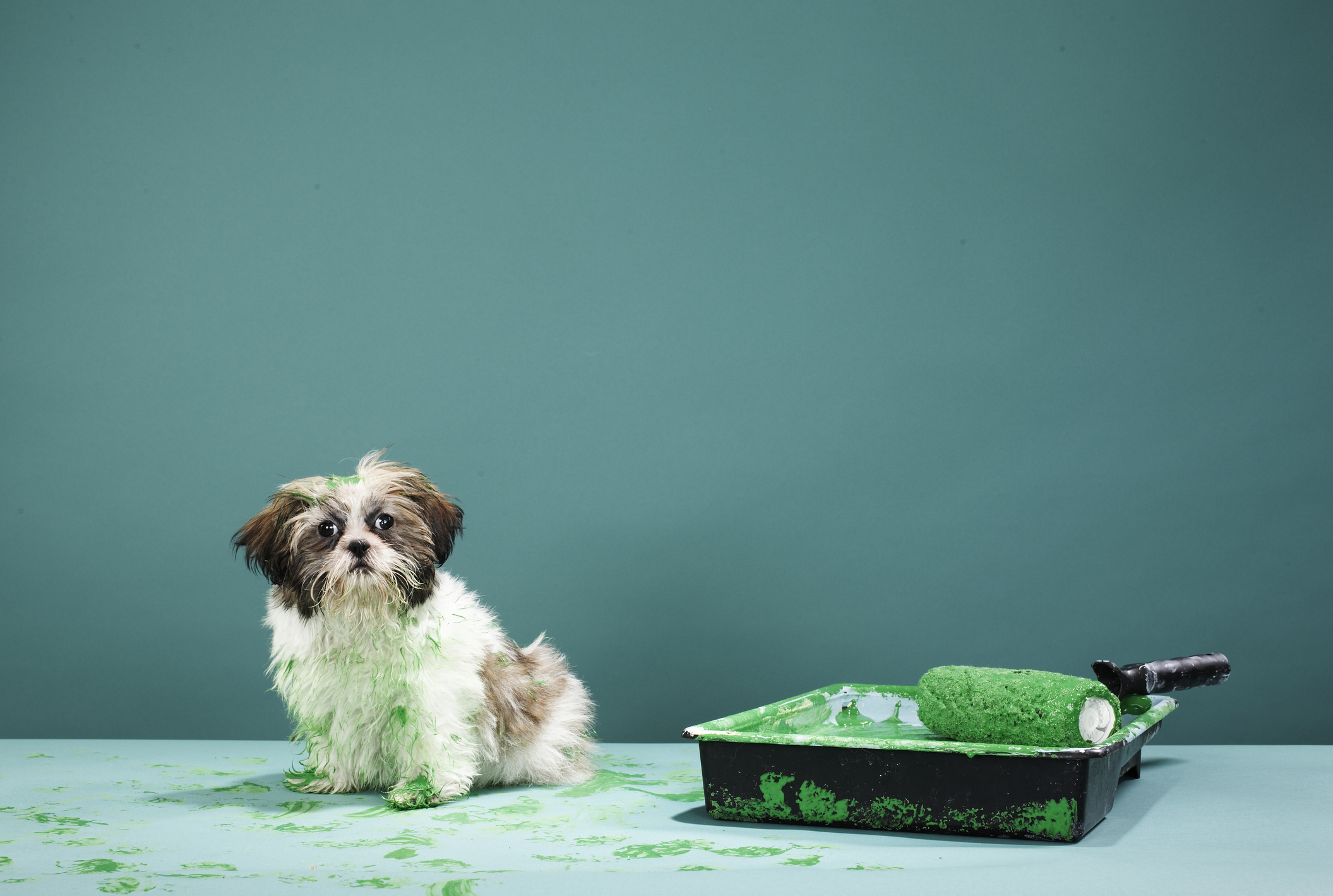 A small dog sits next to an overturned paint tray with green paw prints around