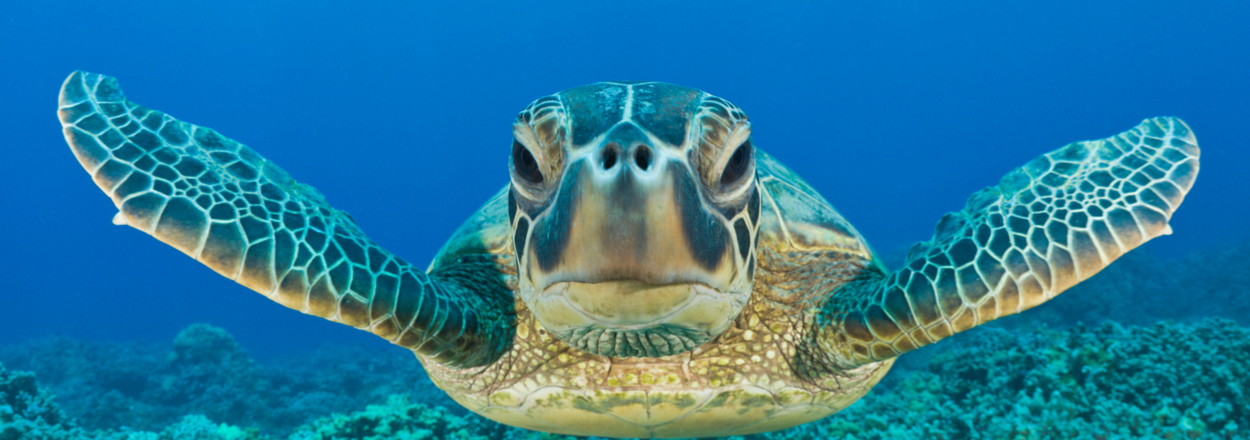 Sea turtle swimming underwater with text "What ocean animal are you?" above