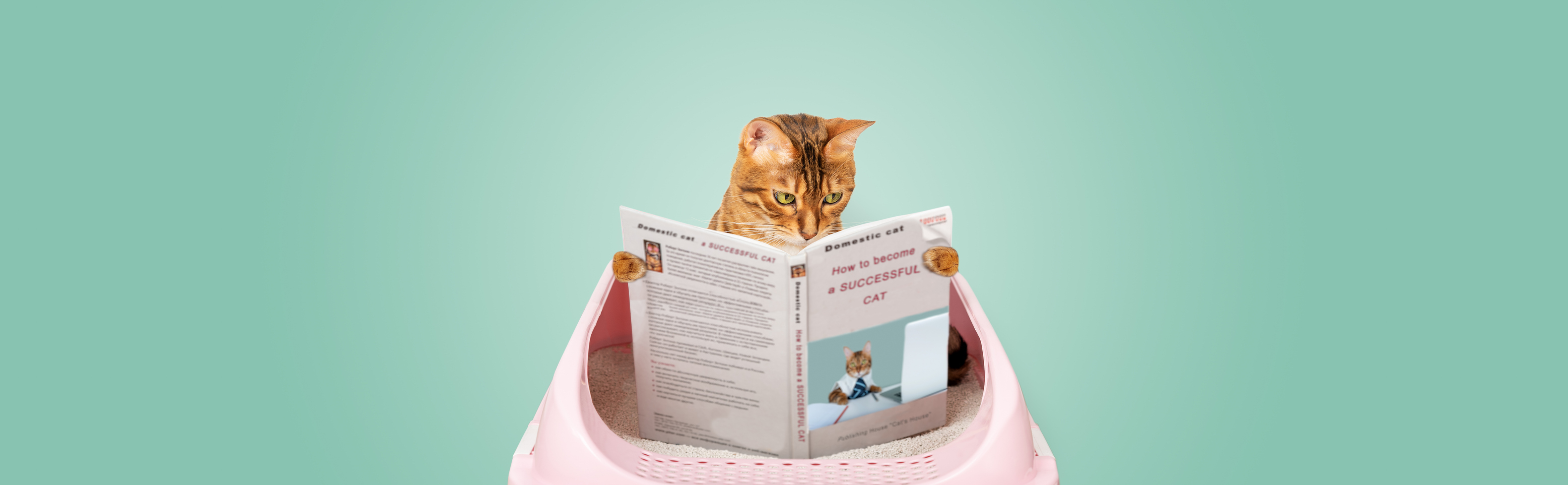 Cat sitting inside an open purse reading a newspaper