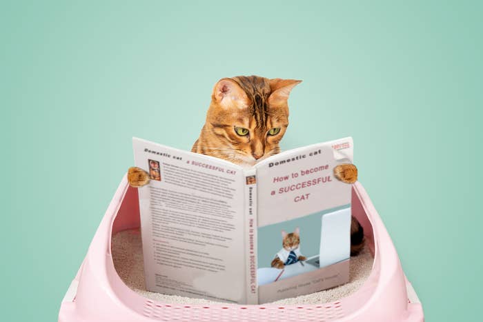 Cat sitting inside an open purse reading a newspaper