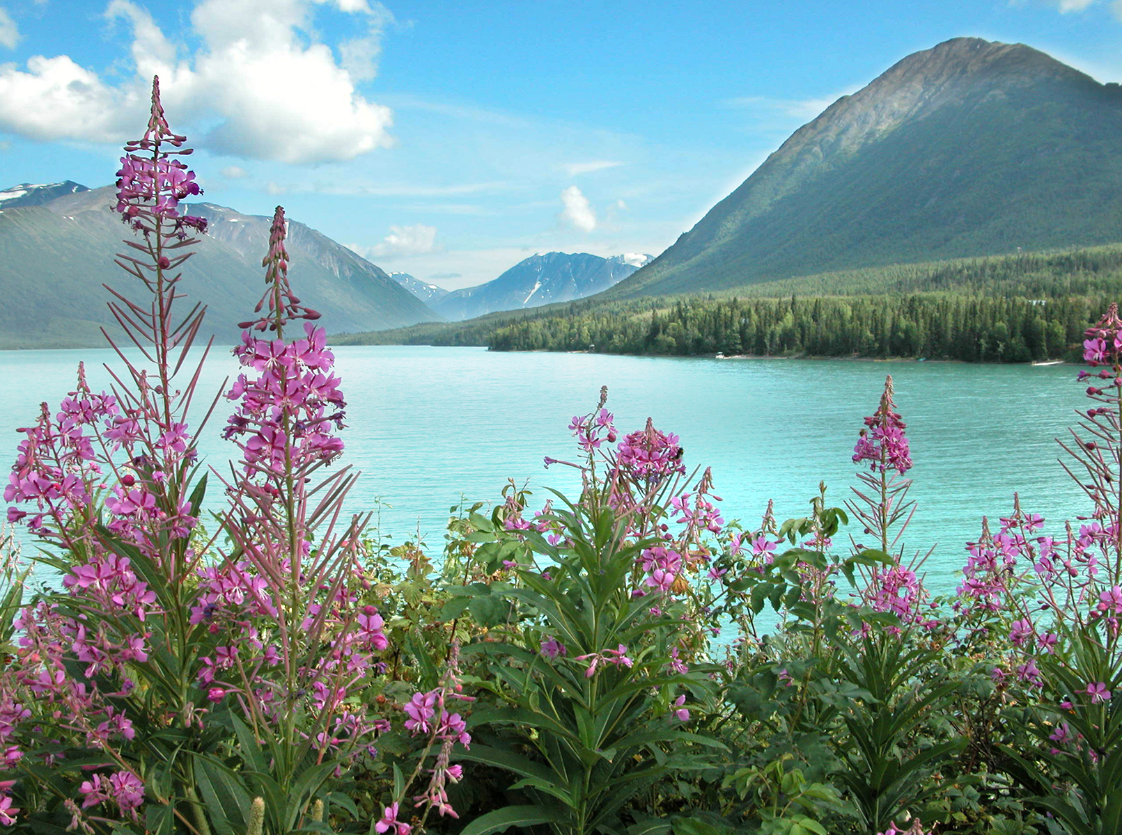 Lake with surrounding mountains and foreground of pink wildflowers