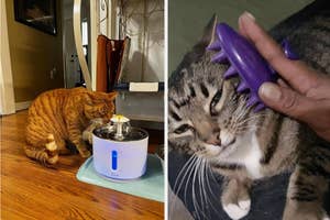 Cat stares at a water fountain, another gets groomed with a brush. Ideal pet products for care