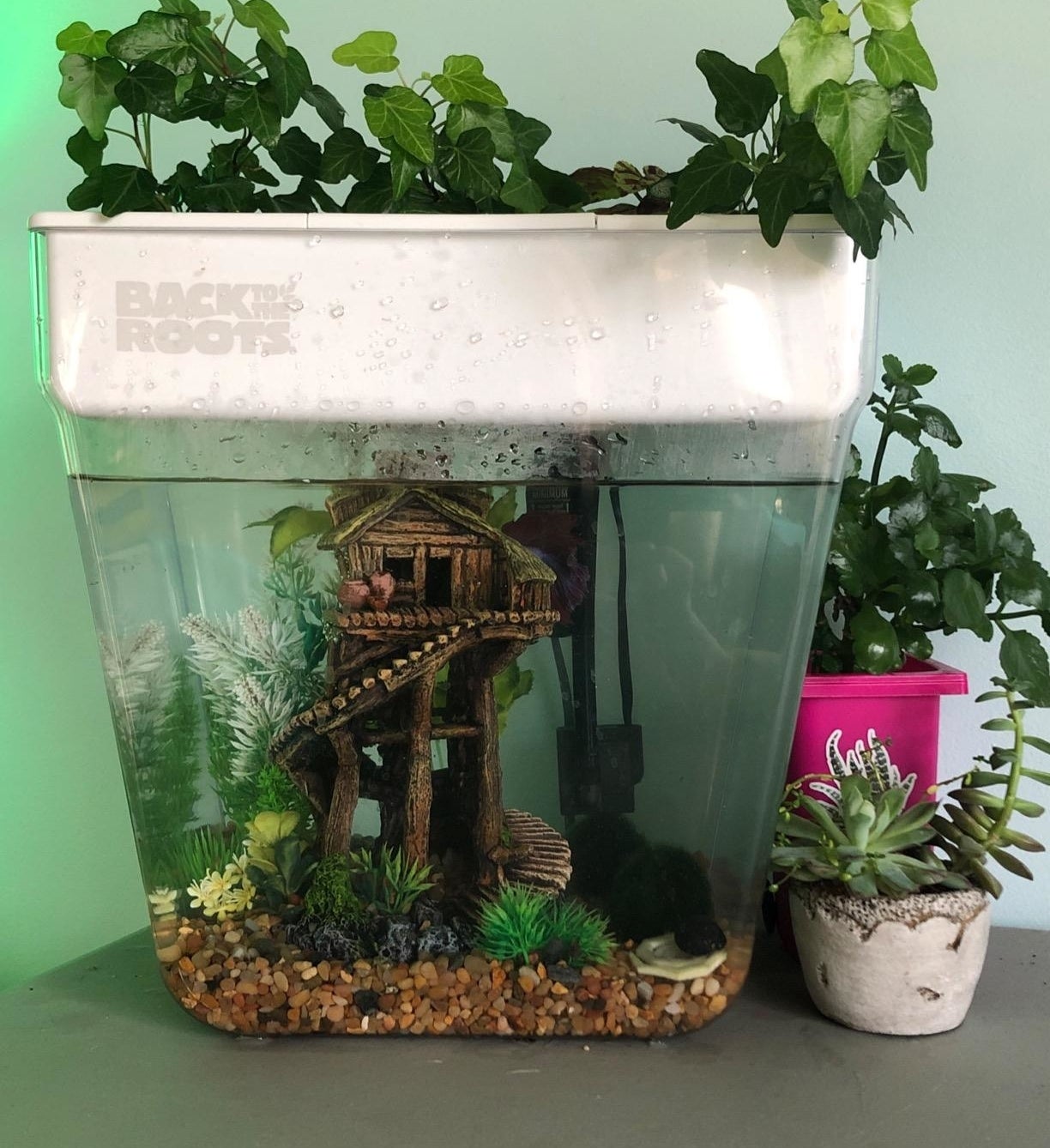 Aquarium with crops, decorated with a bridge, surrounded by potted crops