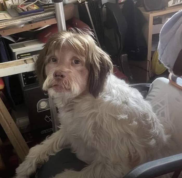 Dog with a human-like expression sitting on an office chair