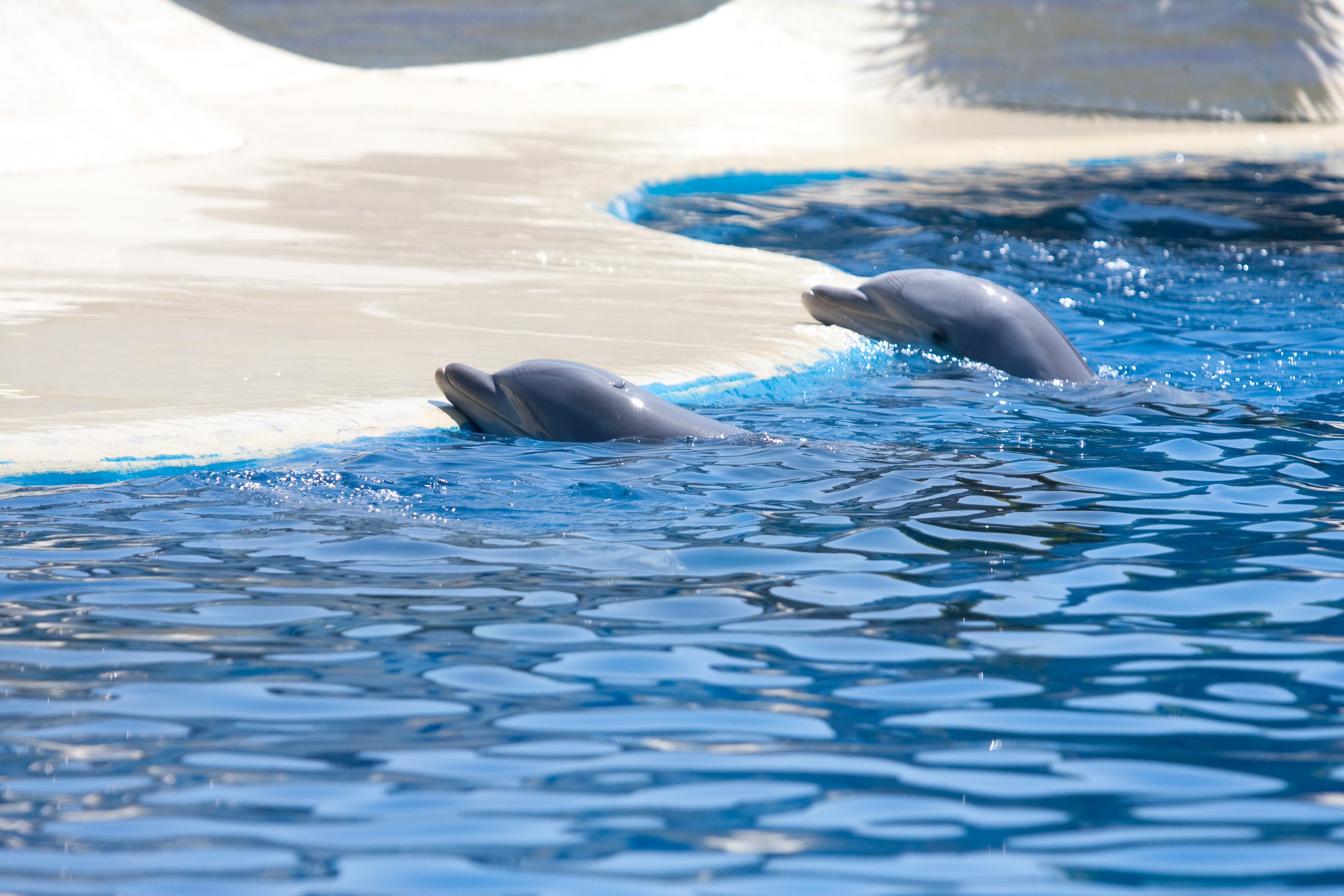 Two dolphins swimming near the water's surface in a pool