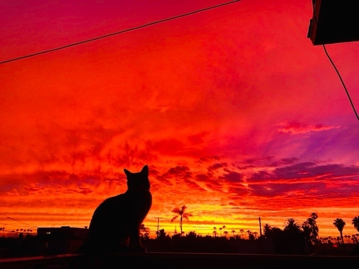 Silhouette of a cat against a vibrant sunset sky with palm trees