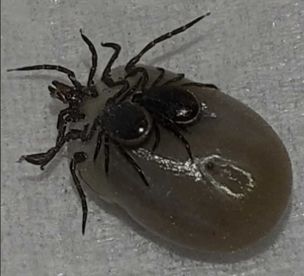 Tick engorged with blood with other ticks attached to it