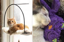A cat lounges on a window perch and another snuggles with a plush toy, showcasing pet relaxation products