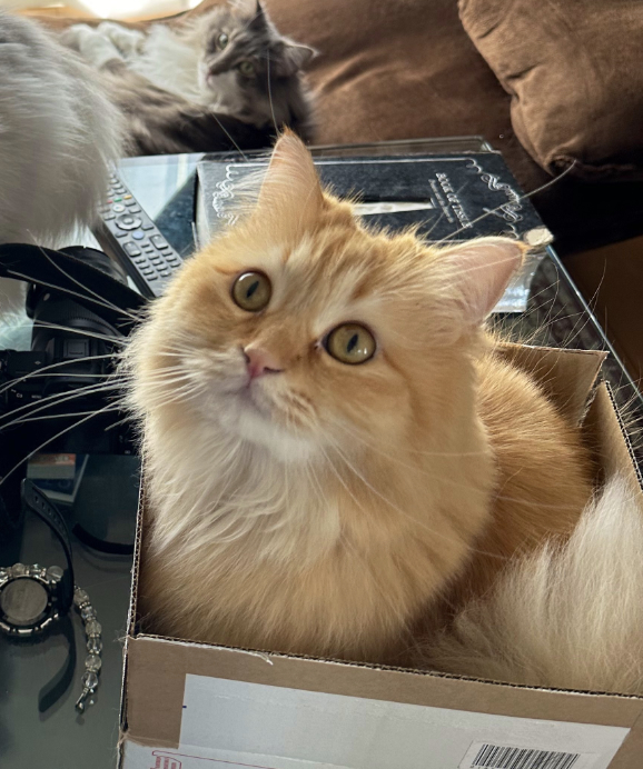 箱に入った茶色の長毛猫と、背景で寛ぐ灰色の猫。