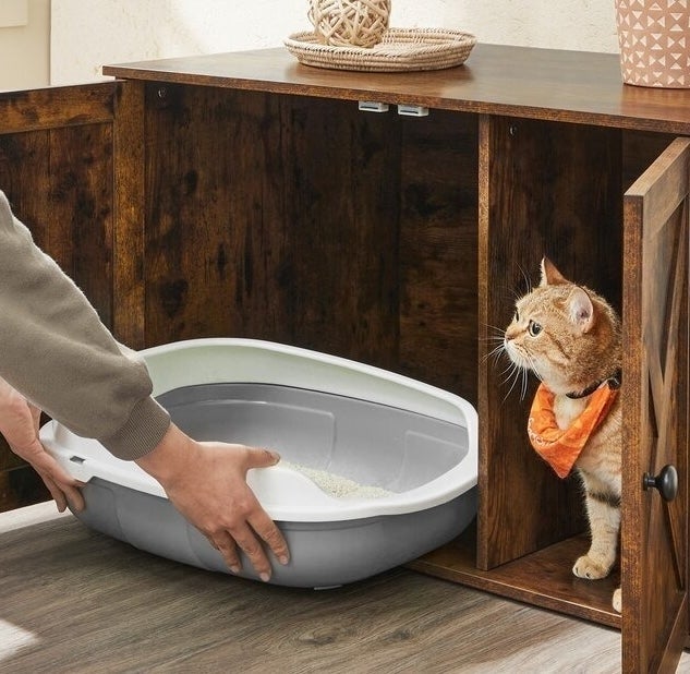 Person places a litter box inside the enclosure with cat standing next to it