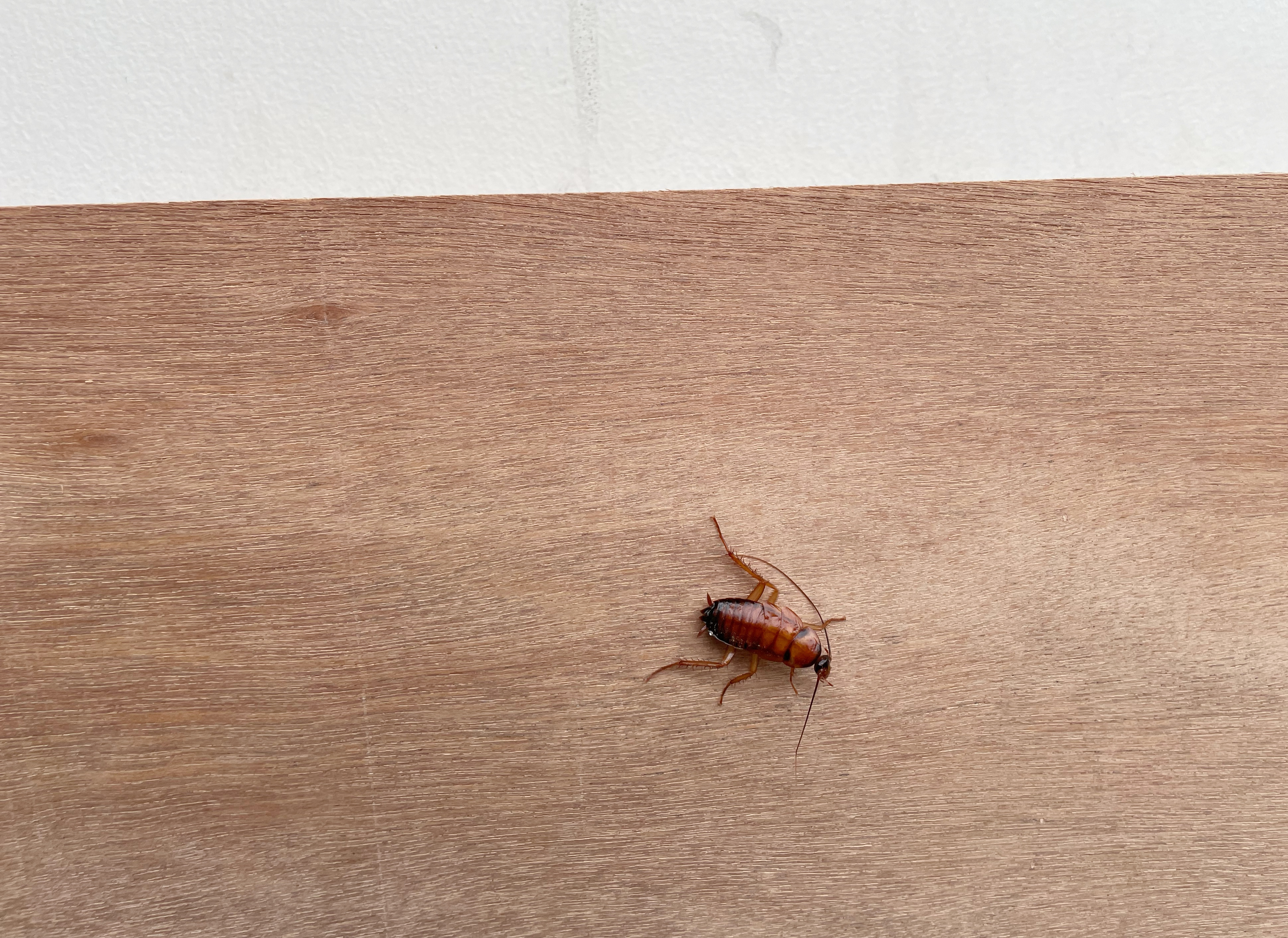 A cockroach on a wooden floor, depicted in a context related to travel accommodations