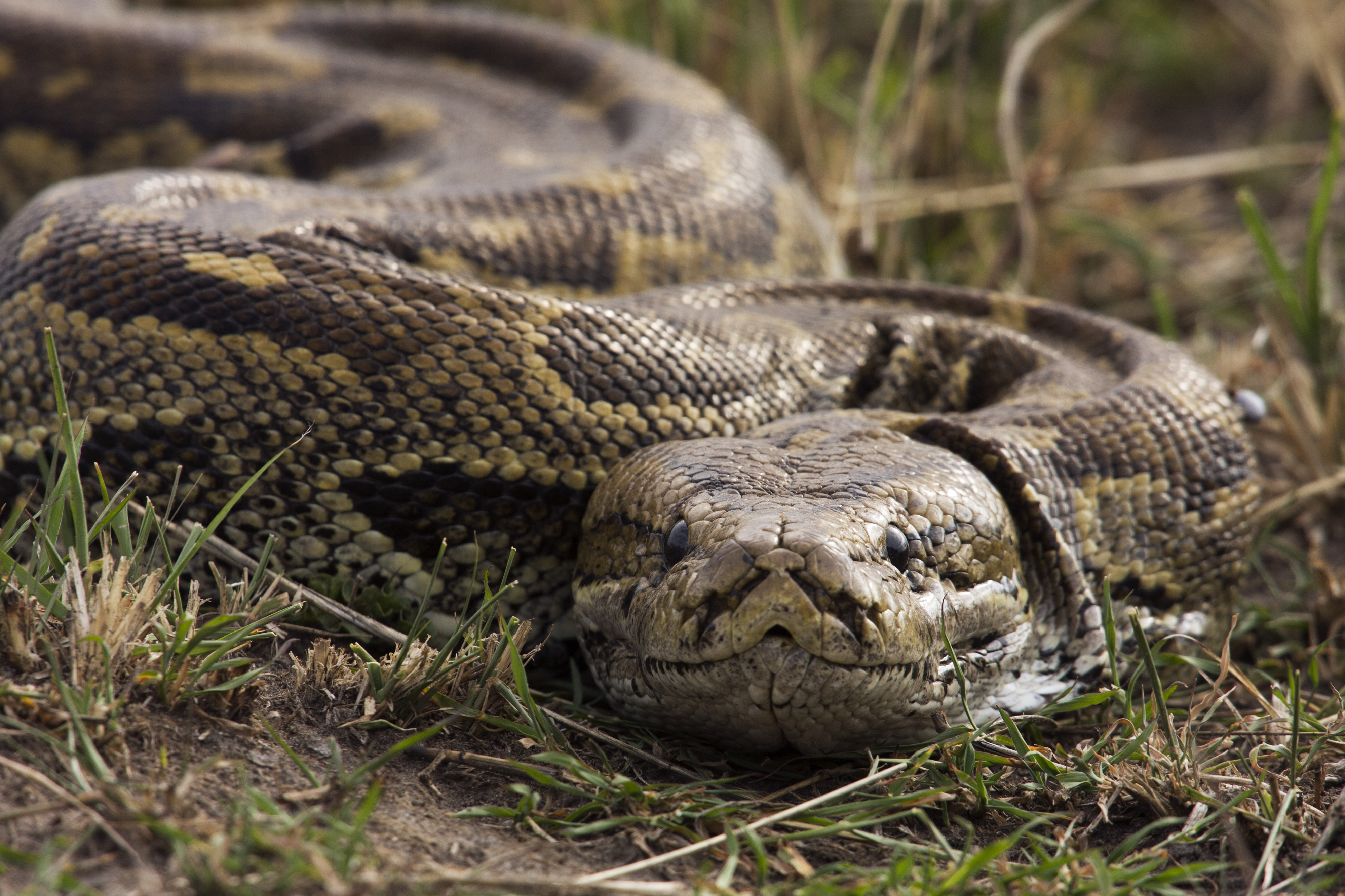 A close-up of a python lying on grass
