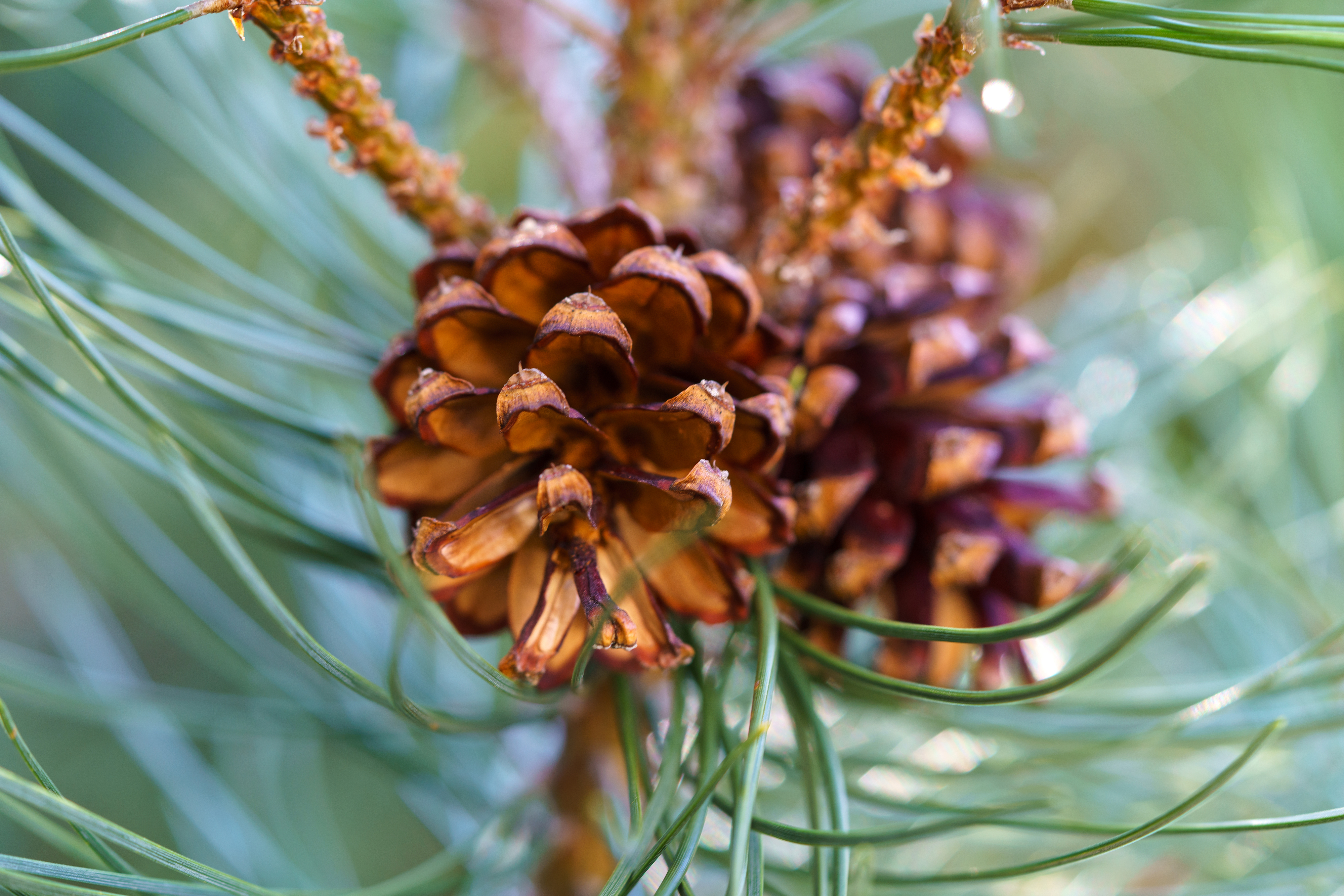 Close-up of a pine cone amid green needles, typical flora one might encounter while traveling in coniferous forests