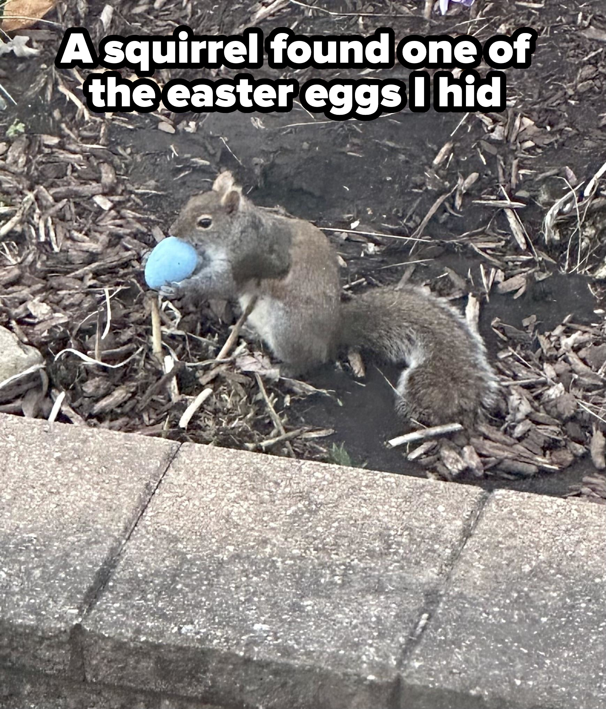 A squirrel holds an Easter egg in its mouth while standing in mulch