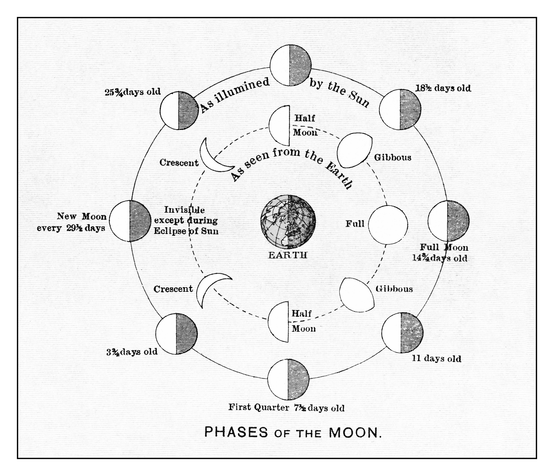 Diagram showing phases of the Moon with labels for each phase and days it takes to transition. Earth is at the center