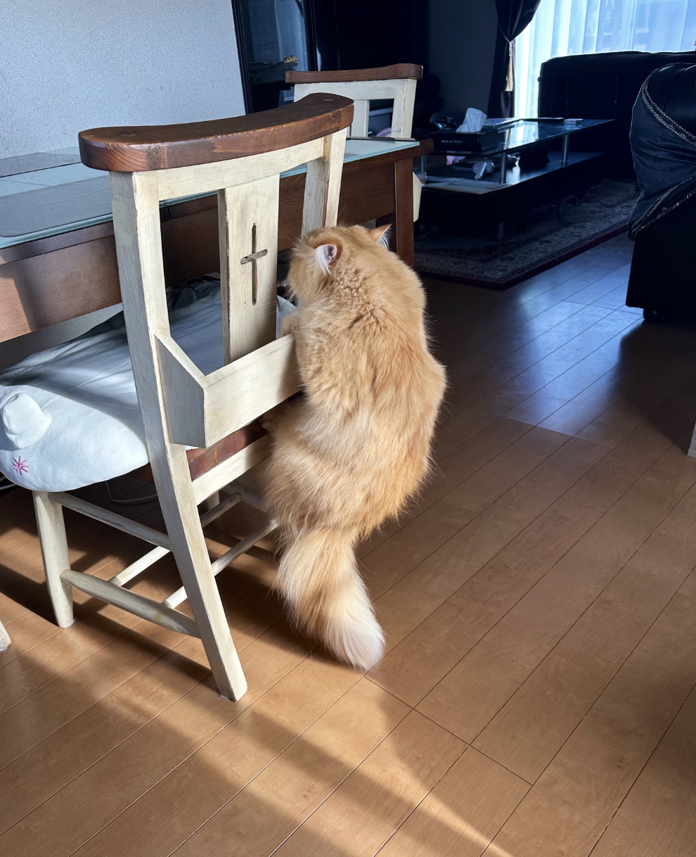 部屋の中で椅子に向かって座っている茶色の長毛猫。