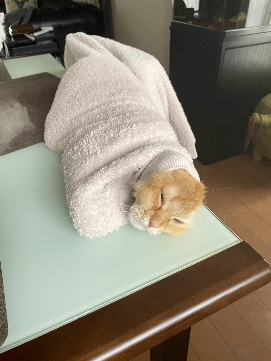 タオルに包まれてテーブルの上で眠るオレンジ色の猫。