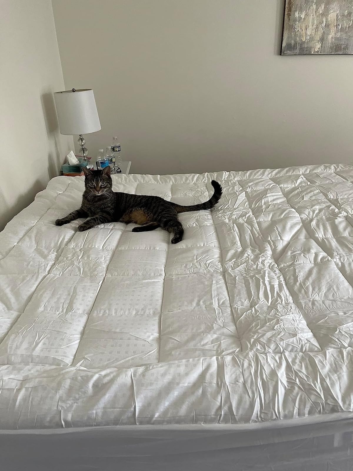 Cat lying on the mattress topper.