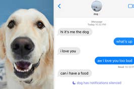 happy golden retriever and text exchange with dog