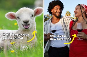 Split image: left, a smiling lamb in a field; right, a couple toasting with wine. Text overlay compares a favorite spring animal to wine