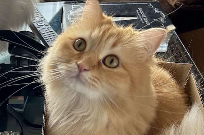 箱に入っている長毛の猫、背景にはもう一匹の猫と部屋の一部が見える。