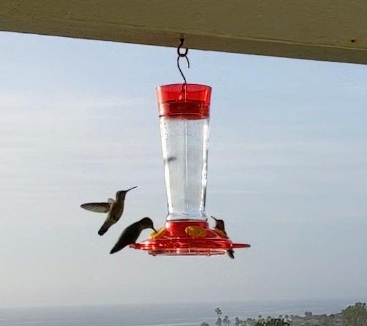 Hummingbird feeding from a red feeder with a coastal view in the background