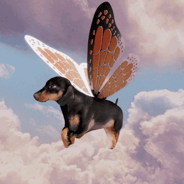 Perro con alas de mariposa, volando entre nubes