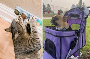 reviewer's cat playing with wall mounted catnip balls / reviewer's dog in purple stroller