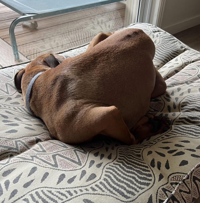 Brown dog lying on a patterned blanket with its head tucked, not facing the camera