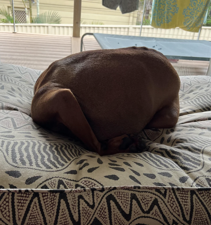 A relaxed brown dog is curled up, sleeping on a patterned cushion on a sofa