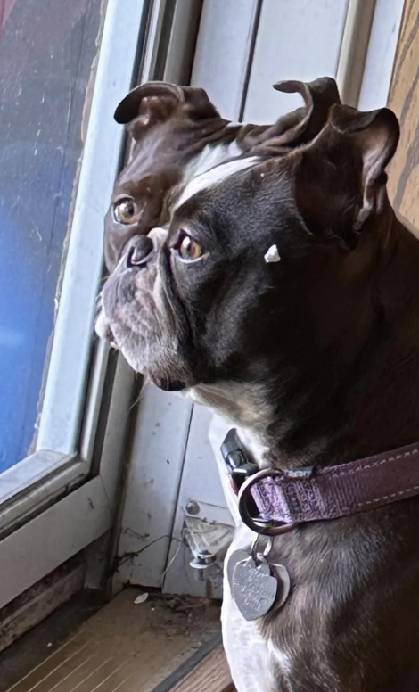 A brown and white Boston Terrier wearing a collar with a tag sits beside a window, looking outward with a pensive expression