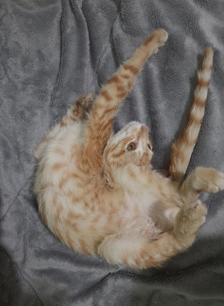 A ginger cat lying on its back on a grey blanket with paws up in the air