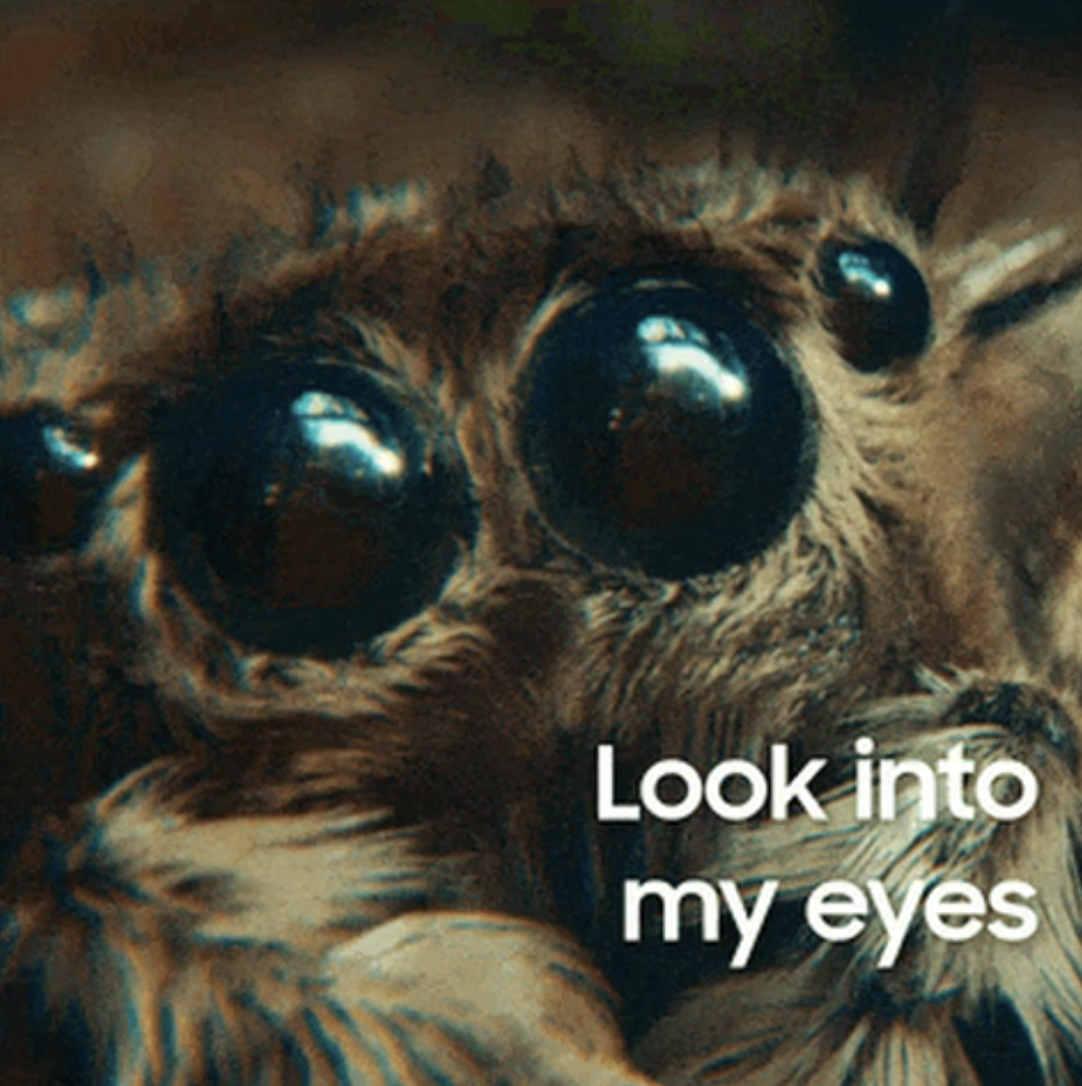 Close-up of a spider with text &quot;Look into my eyes&quot;