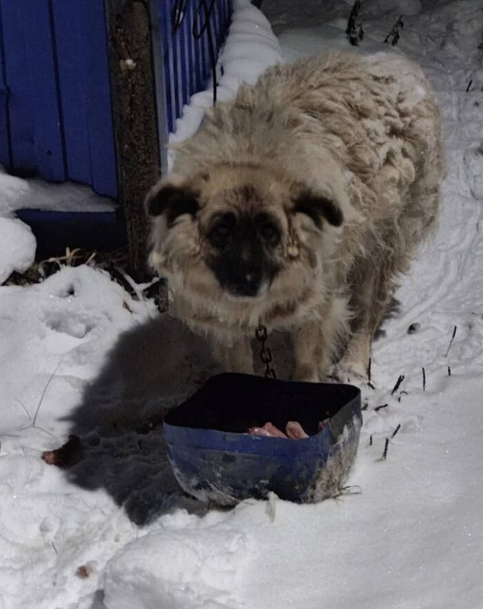 Dog standing in snow with food bowl
