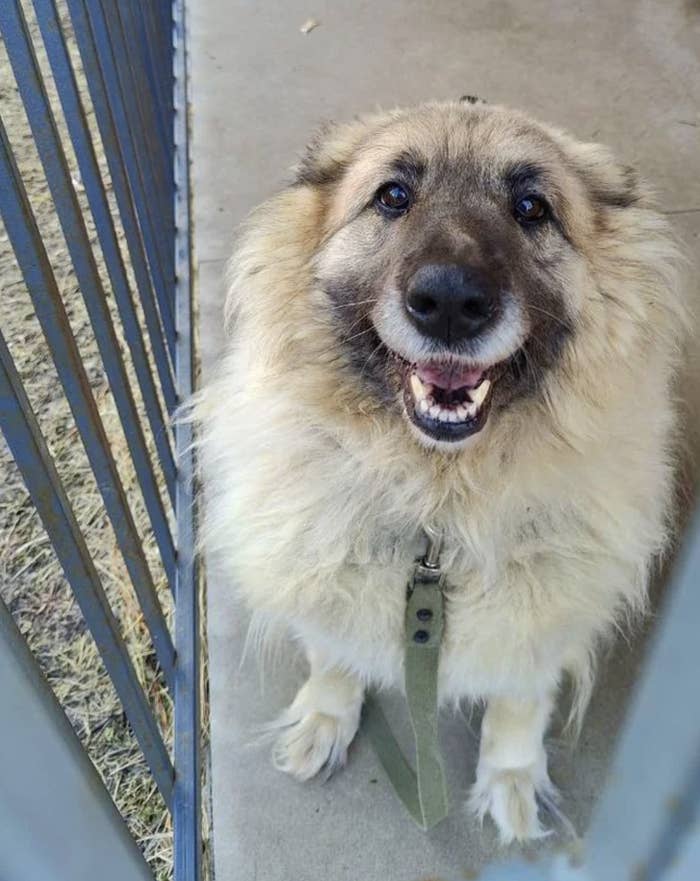 Smiling dog with a collar standing behind a fence looking at the camera