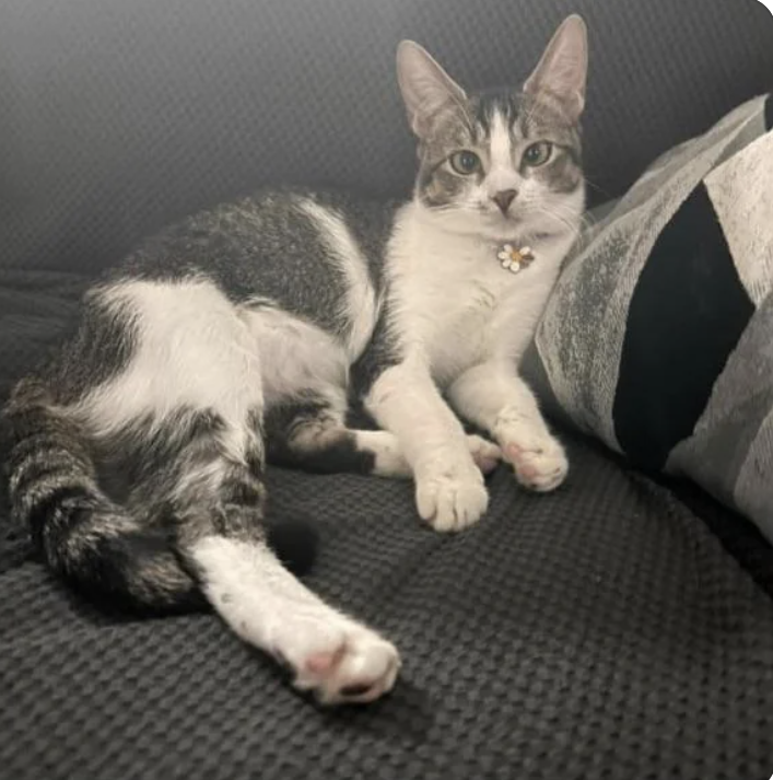 A cat with a flower collar lies comfortably on a couch with cushions