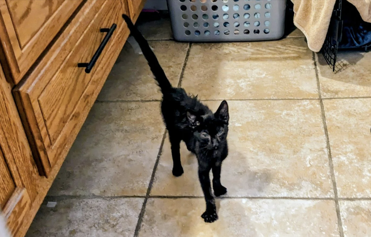 Small black kitten walking towards the camera on a tiled kitchen floor with a basket and cabinet in the background