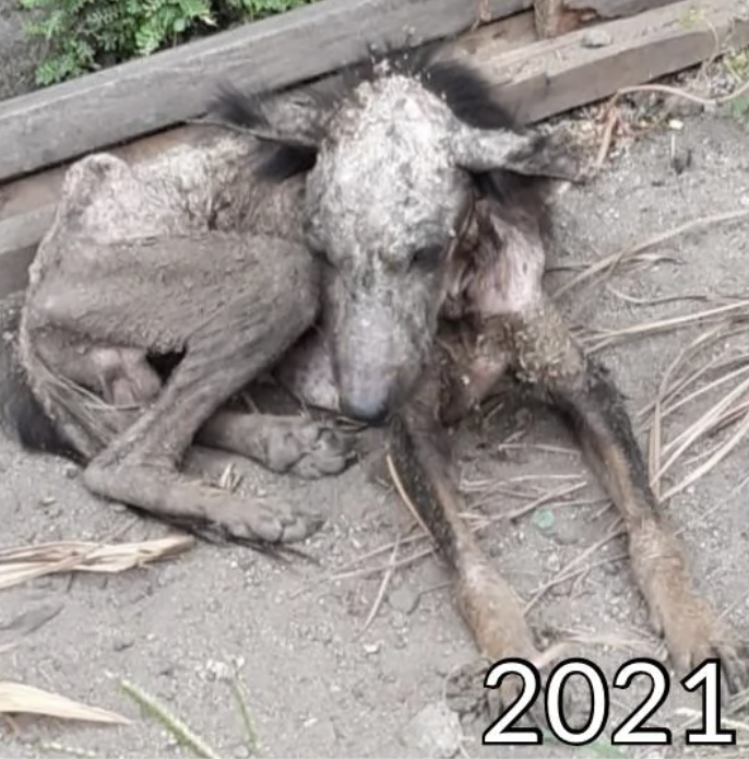 A malnourished and neglected dog lying on the ground with the year &quot;2021&quot; visible in the picture
