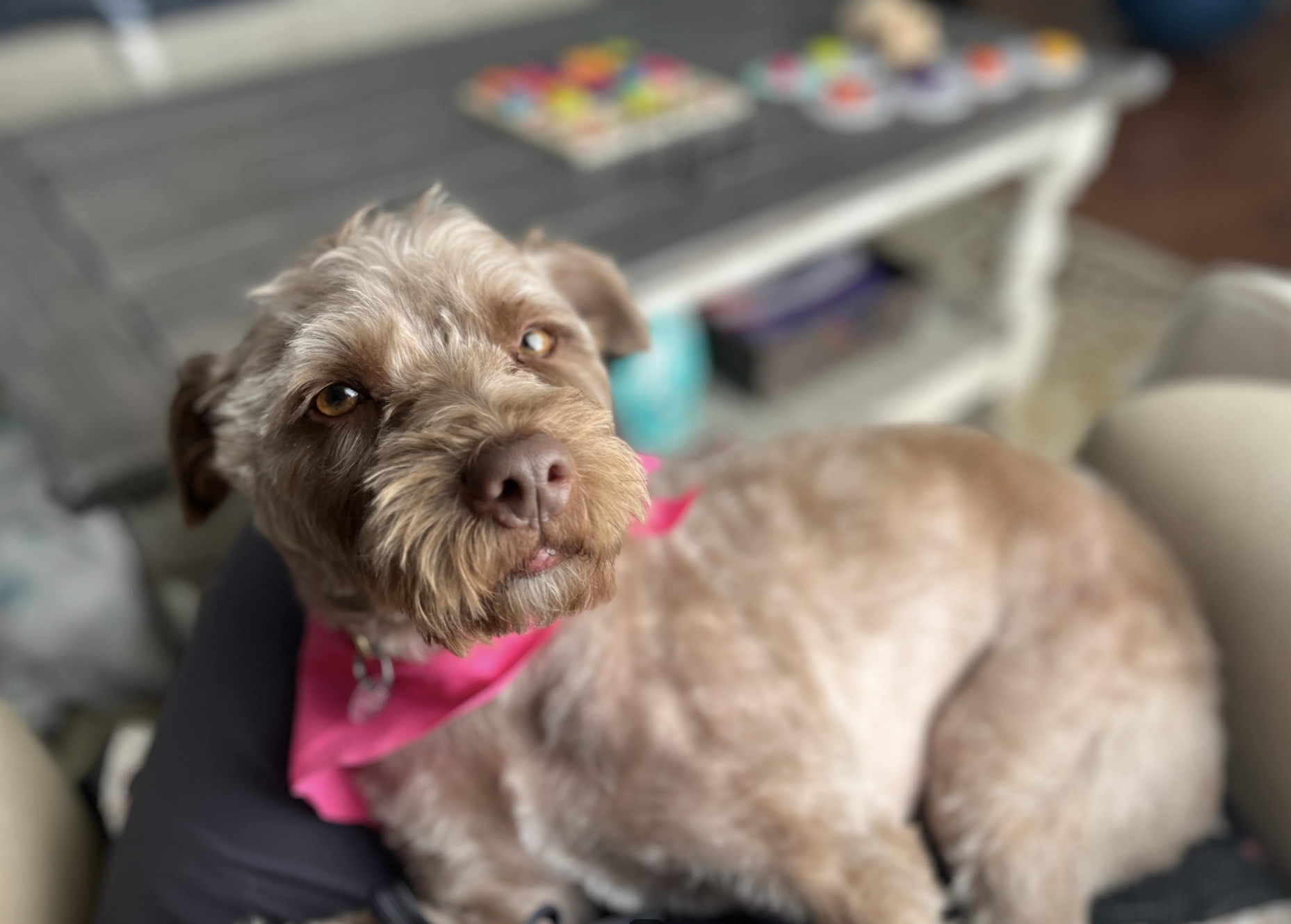 Dog with a pink bandana sitting indoors, looking up, with a blurred background of a table