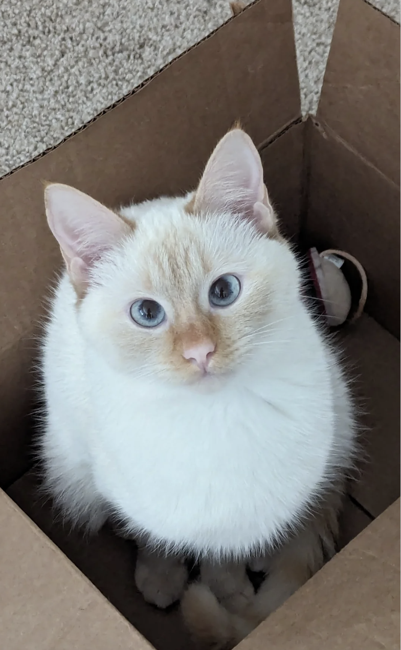 White cat with blue eyes sitting inside a cardboard box, looking upwards
